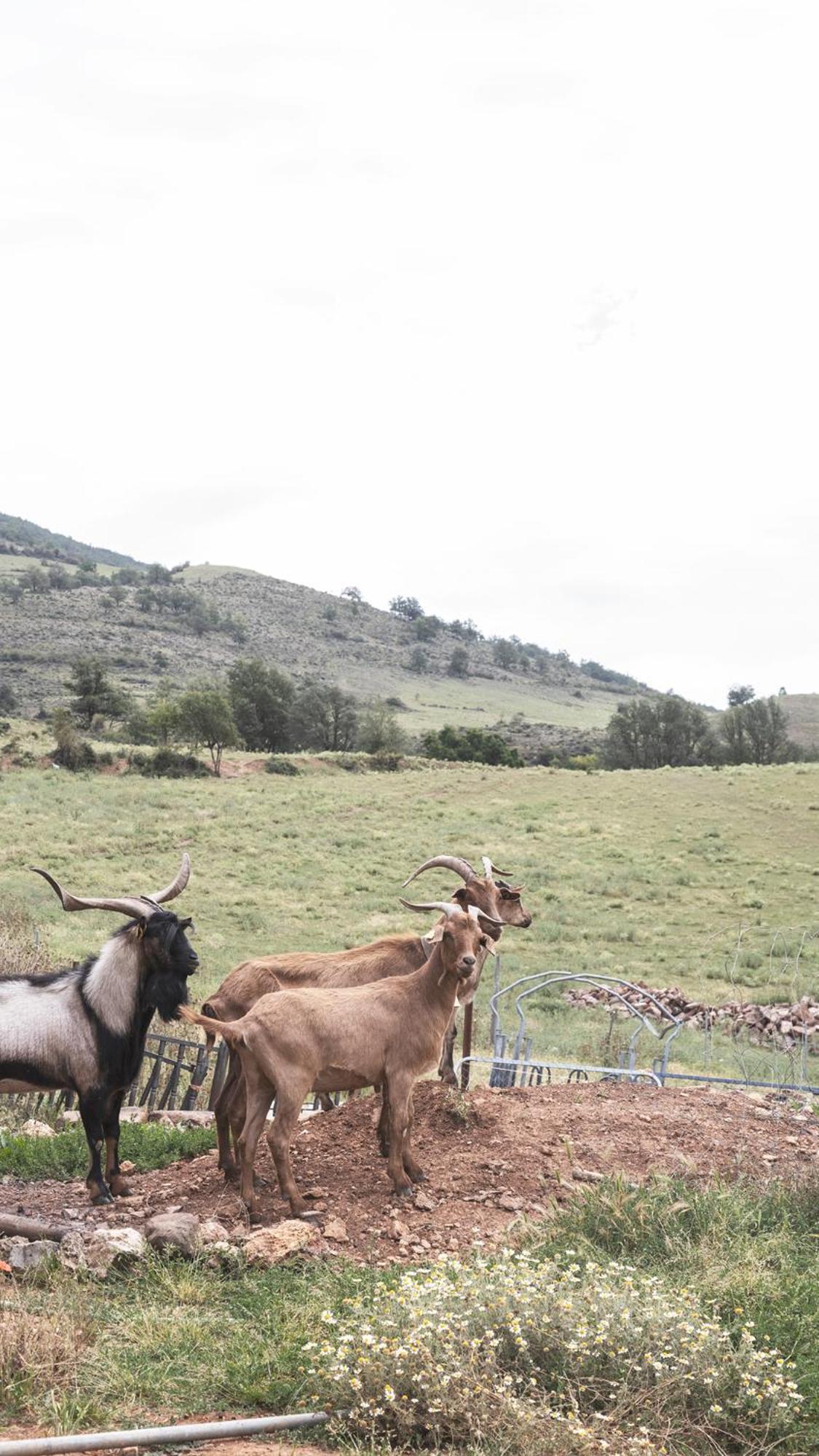 Apartamentos Turisticos Real Valle Ezcaray Zorraquín Eksteriør billede